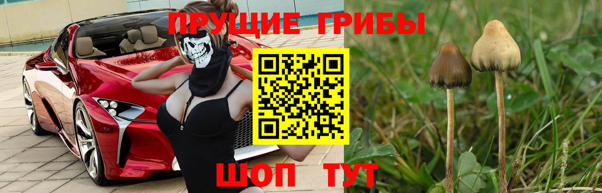 Псилоцибиновые грибы Psilocybe Череповец
